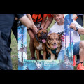  Pucharu Polski w Dogtrekkingu:. fot. Tomasz Żak / UMWS 