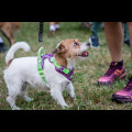  Pucharu Polski w Dogtrekkingu:. fot. Tomasz Żak / UMWS 