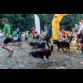  Pucharu Polski w Dogtrekkingu:. fot. Tomasz Żak / UMWS 